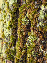 Close-up of moss growing on tree trunk