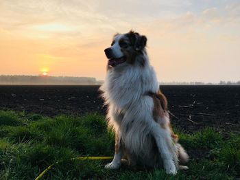 Dog looking away on field during sunset