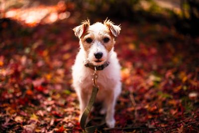 Close-up portrait of dog