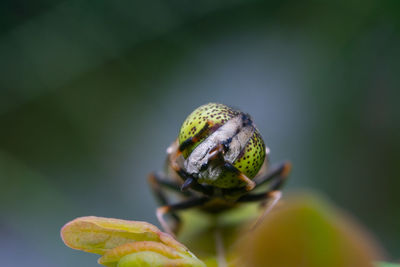 Close-up of insect on leaf