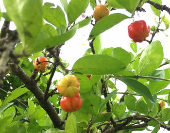 Low angle view of fruits on tree