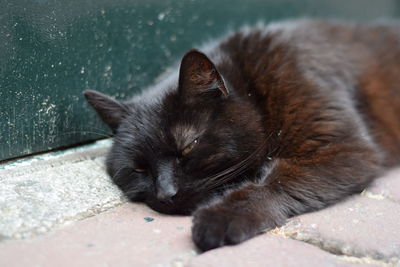 Close-up of cat resting