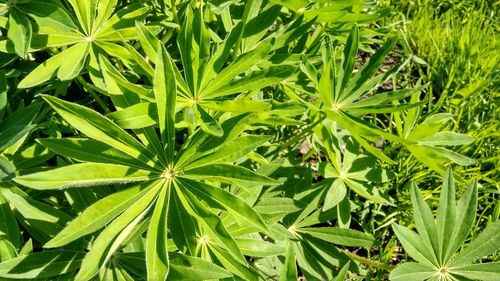 Full frame shot of fresh green leaves