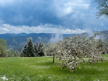 Plants on field against sky