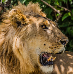 A close up of a male lion