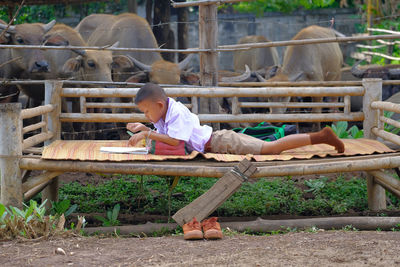 Side view of boy studying while lying on bench against cows