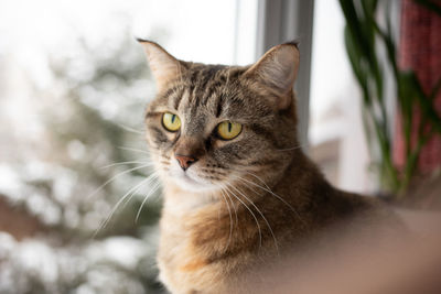 Close-up of a cute striped tricolor female sitting on a windowsill in a home room, looking out 