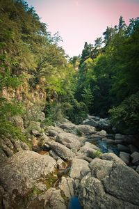 Stream flowing through rocks in forest