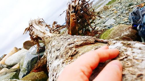 Close-up of hand holding rock on beach