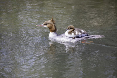 Duck swimming in lake