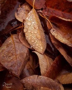 Full frame shot of dried autumn leaves