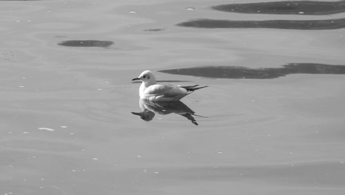 High angle view of bird perching in water