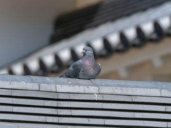 Close-up of pigeon perching on roof