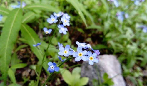 Close-up of purple flowers blooming on field