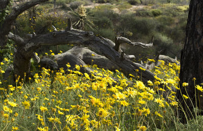 View of yellow flowering plants on land