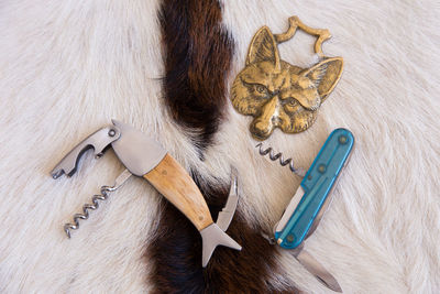 High angle view of an animal on table