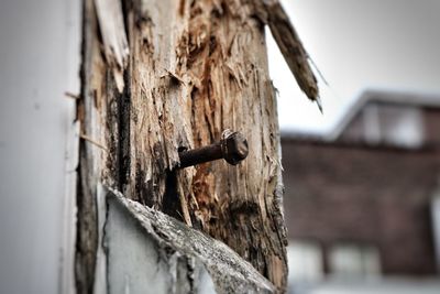 Close-up of screw mounted on old wood