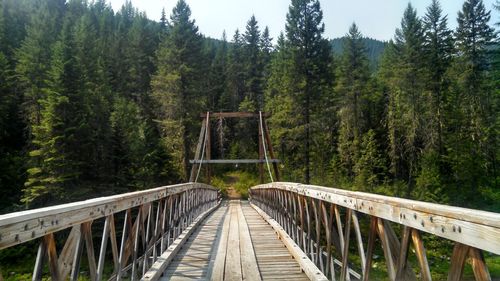 Footbridge in forest