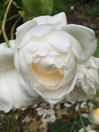 Close-up of white rose