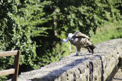 Bird perching on a tree