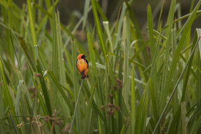 Close-up of a bird on grass