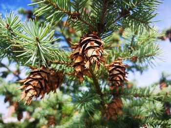 Close-up of pine cone on tree