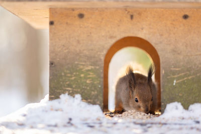 Close-up portrait of squirrel. squirrel sits in snow and eats nuts in winter snowy park. winter 