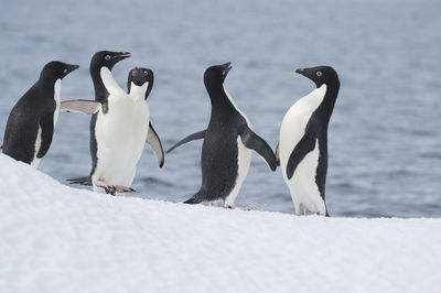 View of birds on snow