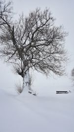 Bare tree against snow covered landscape