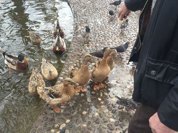 High angle view of birds feeding