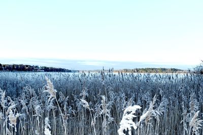 Scenic view of snow covered land against sky