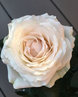 Close-up of rose bouquet