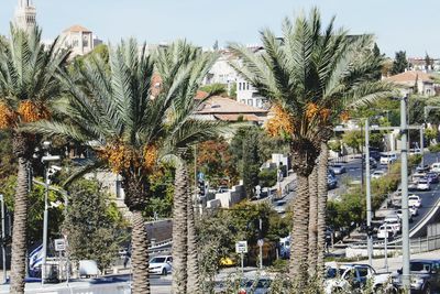 Palm trees in city