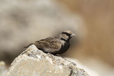 Close-up of bird perching on rock