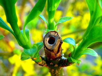 Close-up of insect on flower