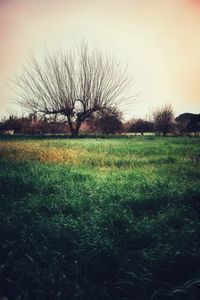 Bare tree on field against sky at sunset