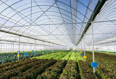 Low angle view of plants in greenhouse