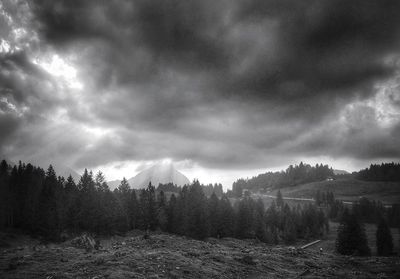 Panoramic view of forest against sky