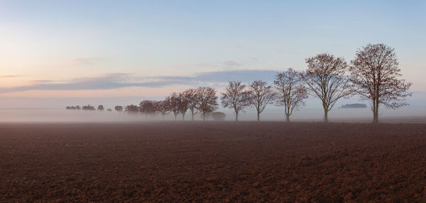 Trees on field against sky during foggy weather