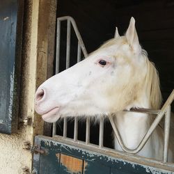 Close-up of white horse in pen