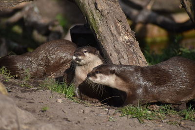 Otter giving the side eye