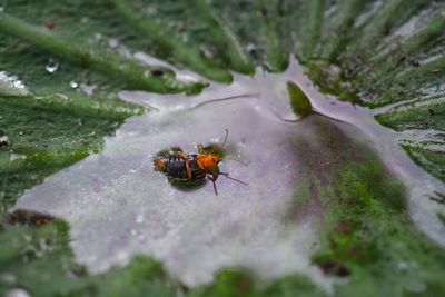 High angle view of insect on flower