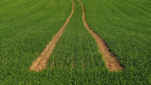 High angle view of corn field