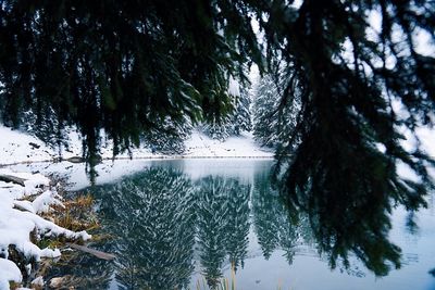 Trees in forest during winter