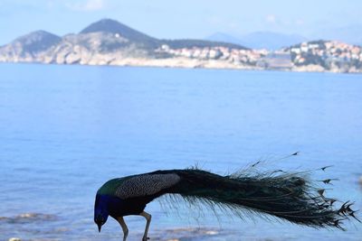 Bird by sea against sky