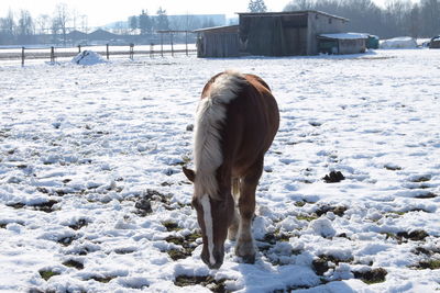 Horse standing on snow field during winter