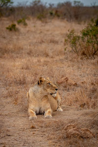 Lioness laying