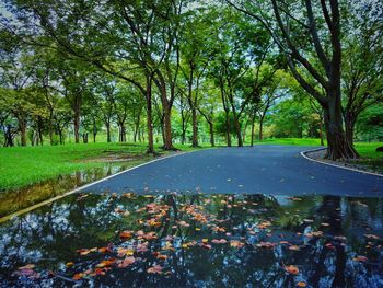 Road amidst trees in park during autumn