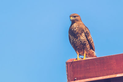 Low angle view of owl perching on roof against clear sky