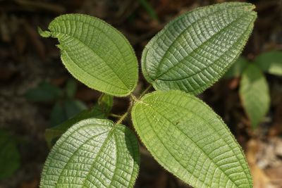 Close-up of green leaves